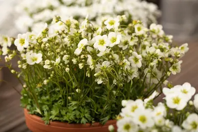 Saxifraga x arendsii, weiß (Mossteenbreek) - afbeelding 11