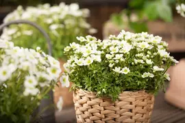 Saxifraga x arendsii, weiß (Mossteenbreek) - afbeelding 16
