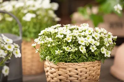 Saxifraga x arendsii, weiß (Mossteenbreek) - afbeelding 17