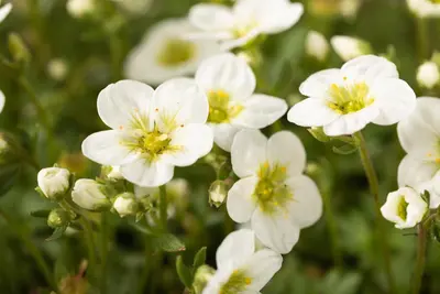 Saxifraga x arendsii, weiß (Mossteenbreek) - afbeelding 18