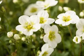 Saxifraga x arendsii, weiß (Mossteenbreek) - afbeelding 18