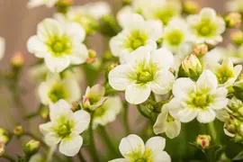 Saxifraga x arendsii, weiß (Mossteenbreek) - afbeelding 20