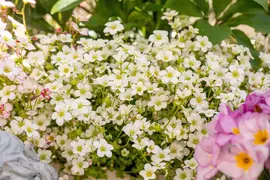 Saxifraga x arendsii, weiß (Mossteenbreek) - afbeelding 22