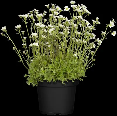 Saxifraga x arendsii, weiß (Mossteenbreek) - afbeelding 1