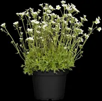 Saxifraga x arendsii, weiß (Mossteenbreek) - afbeelding 1
