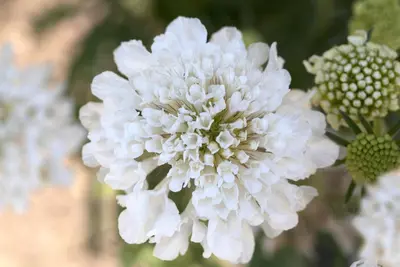 Scabiosa Caucasica Alba (Duifkruid) - afbeelding 4