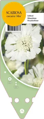 Scabiosa Caucasica Alba (Duifkruid) - afbeelding 1