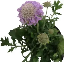 Scabiosa columbaria (Duifkruid) 25 cm - afbeelding 2