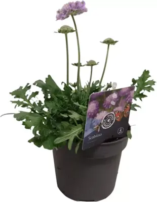 Scabiosa columbaria (Duifkruid) 25 cm - afbeelding 1