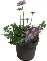 Scabiosa columbaria (Duifkruid) 25 cm - afbeelding 1
