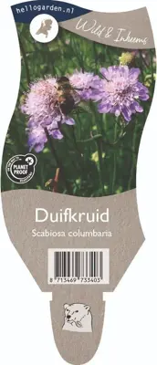 Scabiosa columbaria (Duifkruid) - afbeelding 1