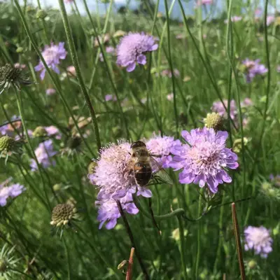 Scabiosa columbaria (Duifkruid) - afbeelding 2