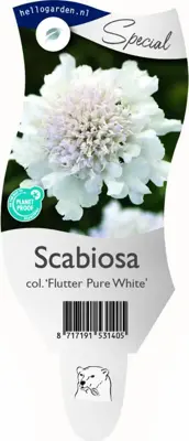 Scabiosa columbaria 'Flutter Pure White' (Duifkruid) - afbeelding 1