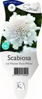 Scabiosa columbaria 'Flutter Pure White' (Duifkruid) kopen?