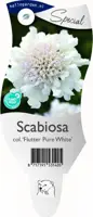 Scabiosa columbaria 'Flutter Pure White' (Duifkruid) - afbeelding 1