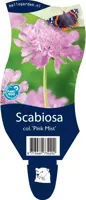 Scabiosa columbaria 'Pink Mist' (Duifkruid) - afbeelding 1