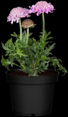 Scabiosa columbaria 'Pink Mist' (Schurftkruid 'Pink Mist') - afbeelding 2
