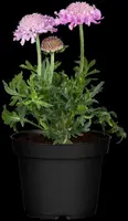 Scabiosa columbaria 'Pink Mist' (Schurftkruid 'Pink Mist') - afbeelding 2