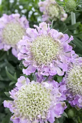 Scabiosa columbaria 'Pink Mist' (Schurftkruid 'Pink Mist') - afbeelding 1