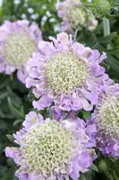 Scabiosa columbaria 'Pink Mist' (Schurftkruid 'Pink Mist') - afbeelding 1