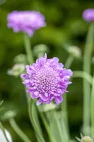 Scabiosa columbaria 'Pink Mist' (Schurftkruid 'Pink Mist') - afbeelding 4