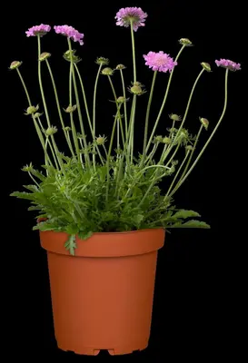 Scabiosa columbaria 'Pink Mist' (Schurftkruid 'Pink Mist') - afbeelding 3