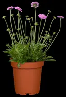 Scabiosa columbaria 'Pink Mist' (Schurftkruid 'Pink Mist') - afbeelding 3