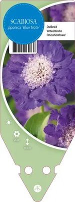 Scabiosa Japonica Blue Note (Duifkruid) - afbeelding 1