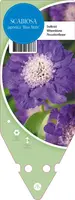 Scabiosa Japonica Blue Note (Duifkruid) - afbeelding 1