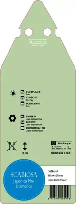 Scabiosa Japonica Pink Diamond (Duifkruid) - afbeelding 2