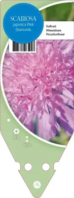 Scabiosa Japonica Pink Diamond (Duifkruid) - afbeelding 1
