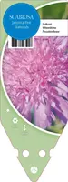 Scabiosa Japonica Pink Diamond (Duifkruid) - afbeelding 1