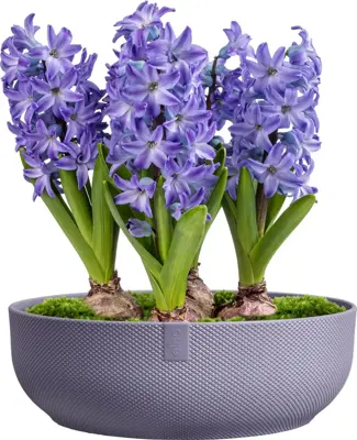 Schaal jazz d28cm lavendel lila - afbeelding 2
