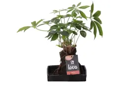 Schefflera op lava steen (Vingerboom) 30 cm - afbeelding 1