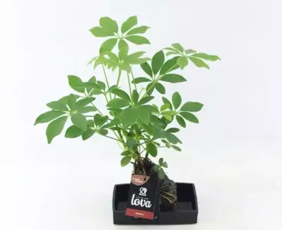 Schefflera op lava steen (Vingerboom) 30 cm - afbeelding 3