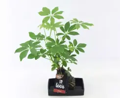 Schefflera op lava steen (Vingerboom) 30 cm - afbeelding 3