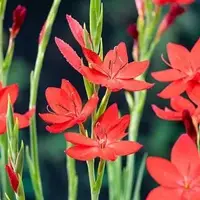 Schizostylis coccinea (Moerasgladiool) - afbeelding 3