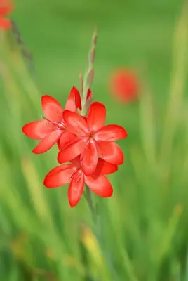 Schizostylis coccinea (Moerasgladiool) - afbeelding 4