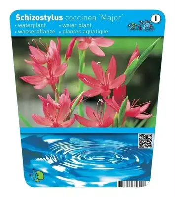 Schizostylis coccinea (Moerasgladiool) - afbeelding 1