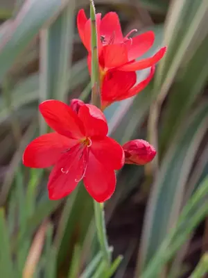 Schizostylis coccinea (Moerasgladiool) - afbeelding 5