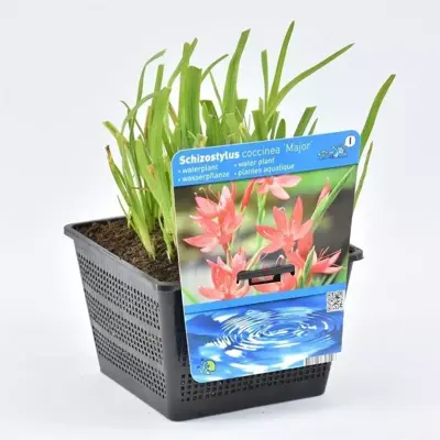 Schizostylis coccinea (Moerasgladiool) - afbeelding 2