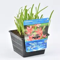 Schizostylis coccinea (Moerasgladiool) - afbeelding 2