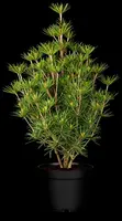 Sciadopitys verticillata 'Beauty Green' (Japanse parasolden 'Beauty Green') - afbeelding 1