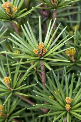 Sciadopitys verticillata 'Beauty Green' (Japanse parasolden 'Beauty Green') - afbeelding 2