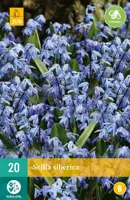 Scilla siberica 20 stuks - afbeelding 1
