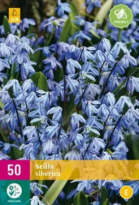 Scilla siberica 50 stuks - afbeelding 2