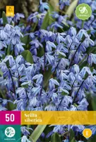 Scilla siberica 50 stuks - afbeelding 1