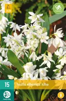 Scilla siberica Alba 15 stuks - afbeelding 1