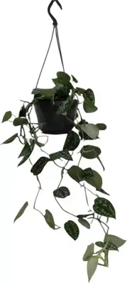 Scindapsus 'pictus' (drakenklimop) 40cm - afbeelding 1