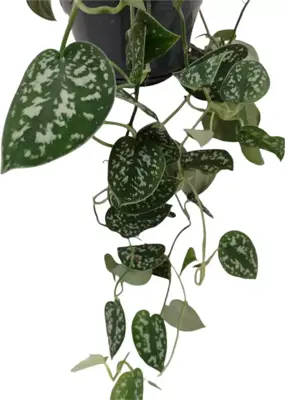 Scindapsus 'pictus' (drakenklimop) 40cm - afbeelding 2